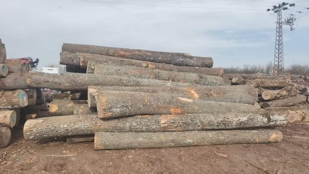 Relay Morovic ash logs